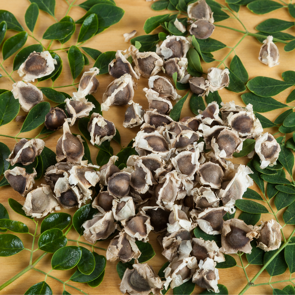 Moringa Oil 4oz Dropper
