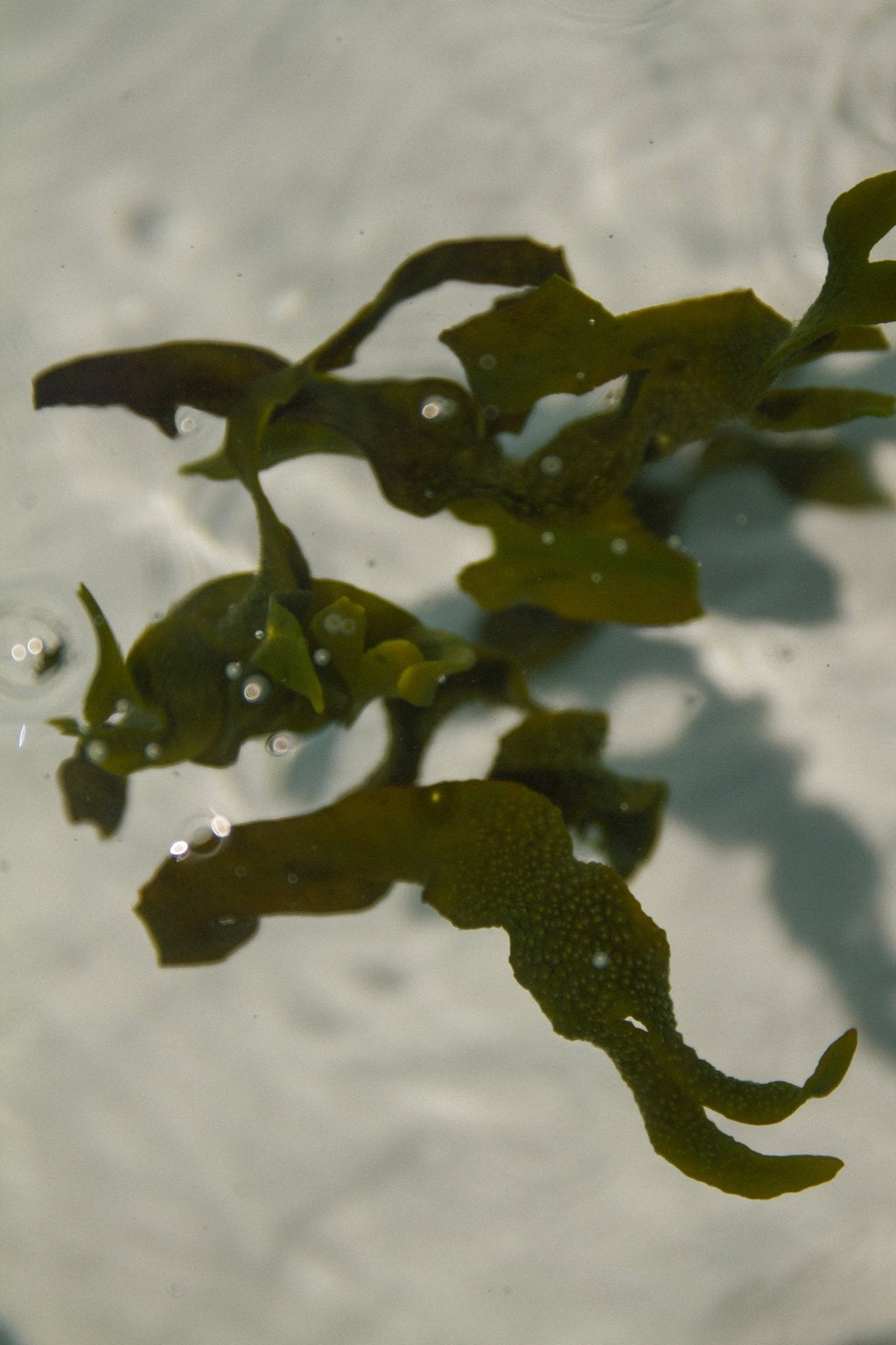 Sea Change Seaweed Bar – Neroli & Bladderwrack for Mineral-Rich Cleansing